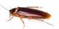 Kousají švábi a jak jinak mohou být nebezpeční