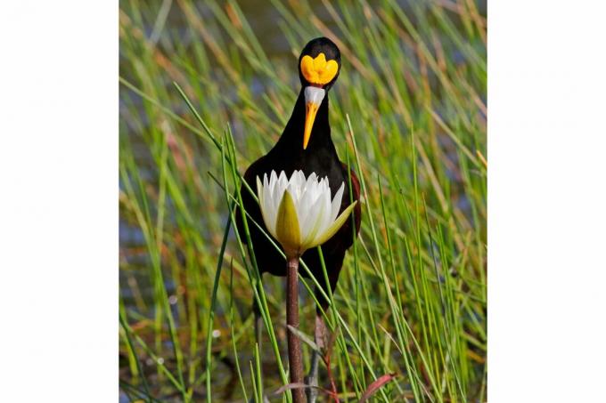 Nejlepší fotografie ptáků ze soutěže National Audubon Society