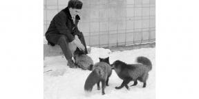 Book dne: „Jak zkrotit lišku (a promění psa)“ - pokus vytvořit perfektní zvířátko