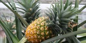 Jak pěstovat ananas doma: krok za krokem průvodce