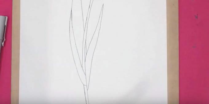 Jak nakreslit tulipán: nakreslete pravý list