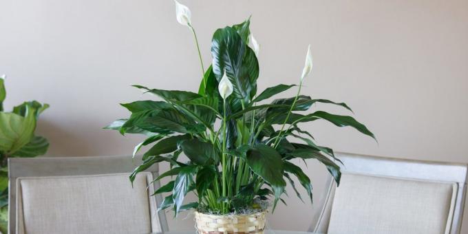 Péče Spathiphyllum doma: Jak vybrat banku pro transplantaci